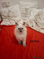 Ragdoll cats Purebred Ragdoll Kittens - TICA - YORKSHIRE - Advert 3