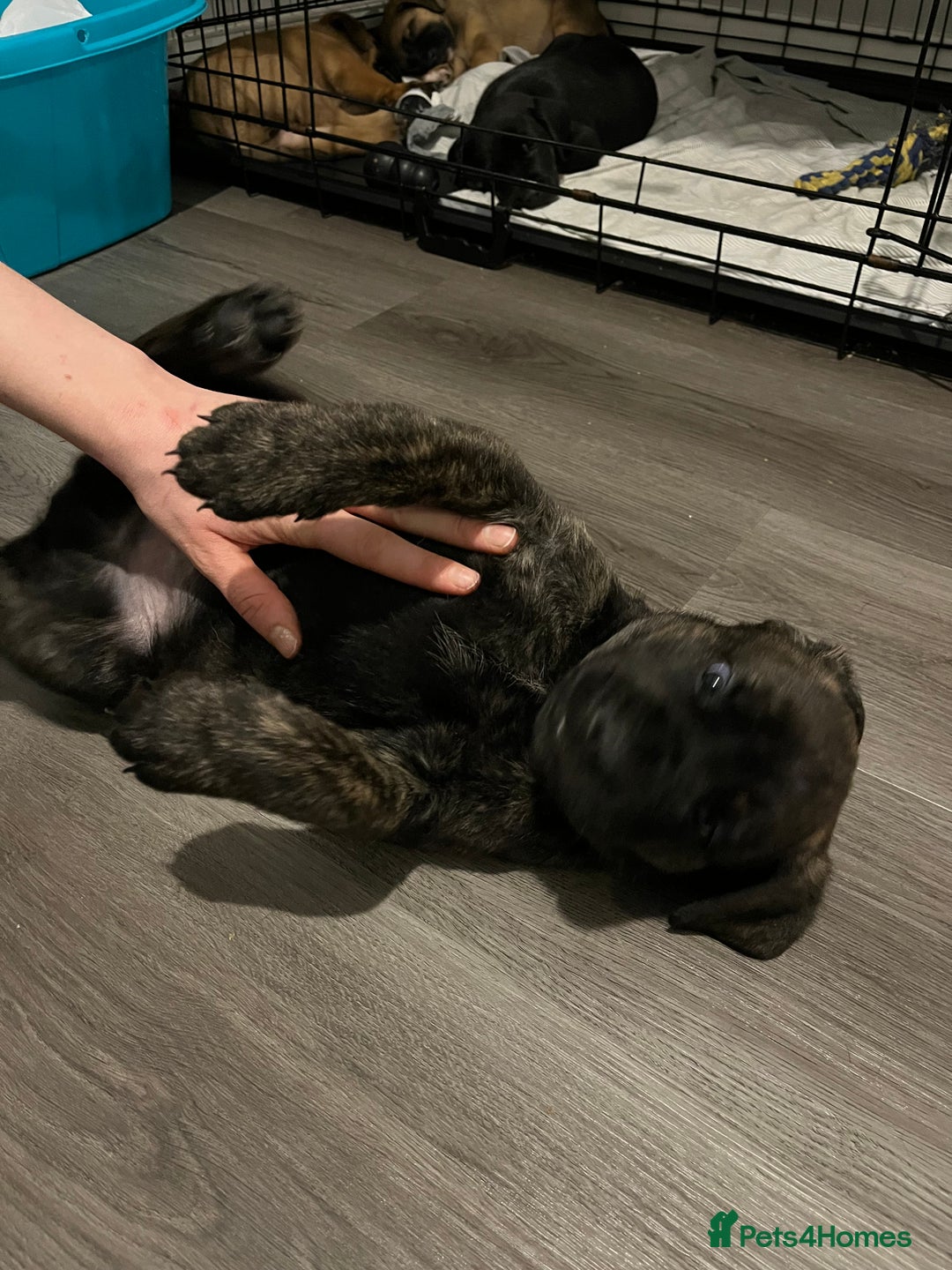 Mixed Breed dogs for sale: Belgian Malinois / Turkish Kangal / Cane Corso - Image 22