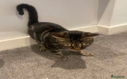 Bengal cats for sale: Urgent rehoming for bengal cat - Advert 3