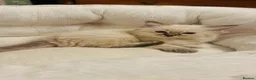 Ragdoll cats for sale: GCCF Sealpoint Lynx Mitted Ragdoll Kittens  - Advert 4