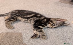 British Shorthair cats for sale: 2 Female Domestic Shorthair Kittens  - Image 9