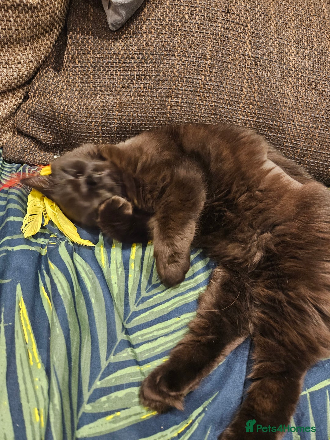 Gallery Image {{count}}