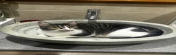 Mixed Breed cats for sale: Mixed breed tabby and white 1 year old female cat - Advert 9