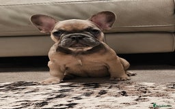 French Bulldog dogs for sale: Blue Fawn French Bulldog Puppy Girl - Advert 1
