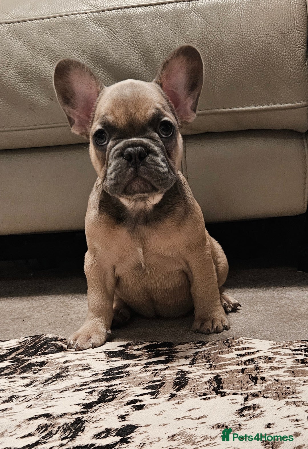 French Bulldog dogs for sale: Blue Fawn French Bulldog Puppy Girl - Advert 1