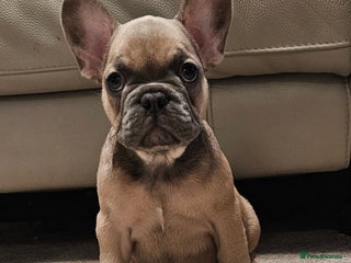 French Bulldog dogs for sale: Blue Fawn French Bulldog Puppy Girl - Advert 1