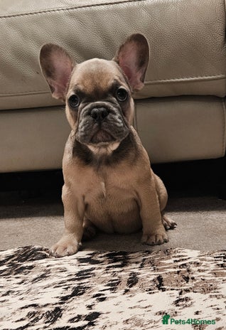French Bulldog dogs Blue Fawn French Bulldog Puppy Girl - Advert 1