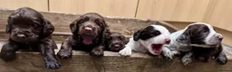 Cocker Spaniel dogs for sale: Cocker Spaniel Puppies - Advert 6