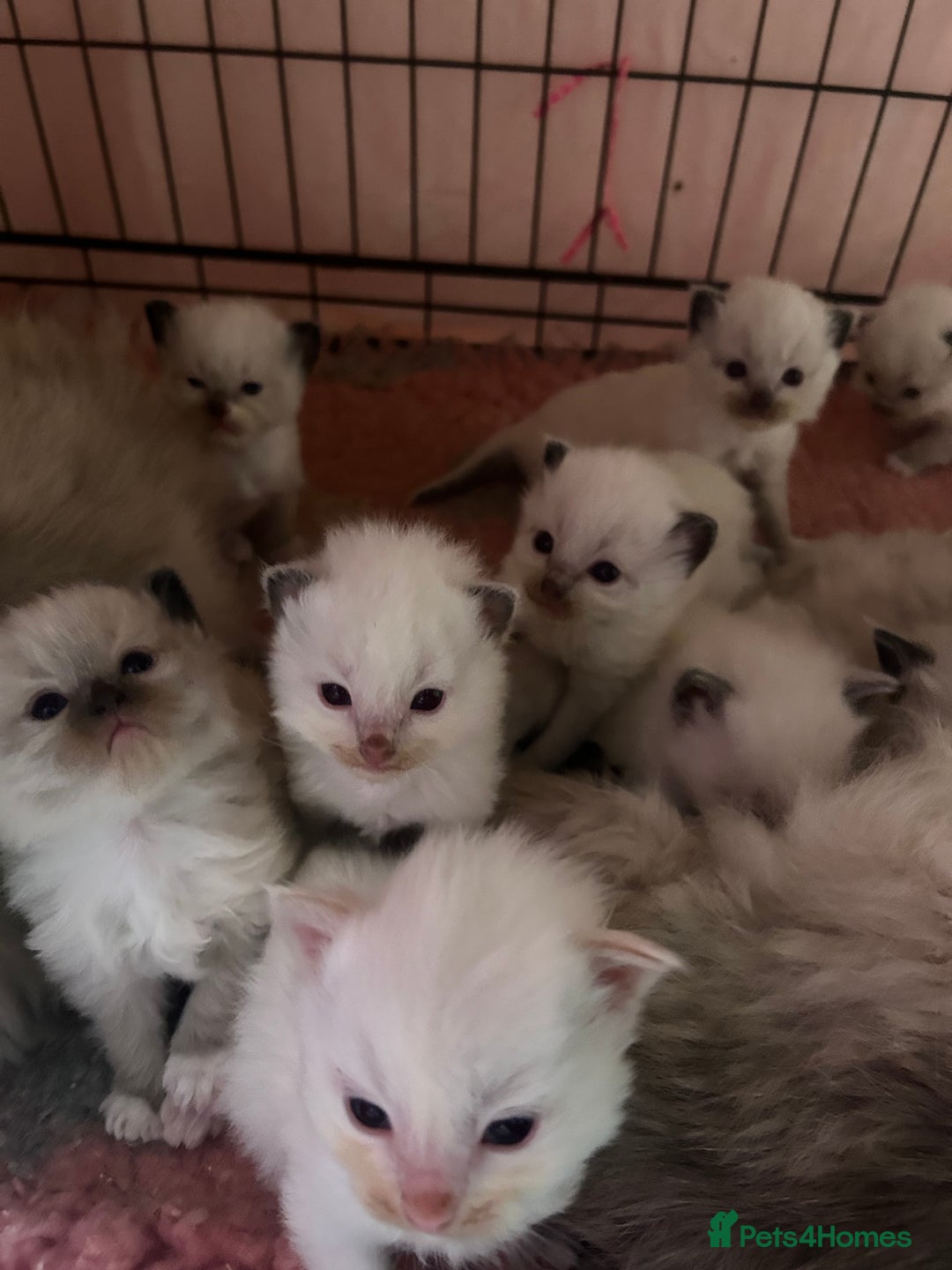 Ragdoll cats for sale: Pedigree Ragdoll babies - Advert 5