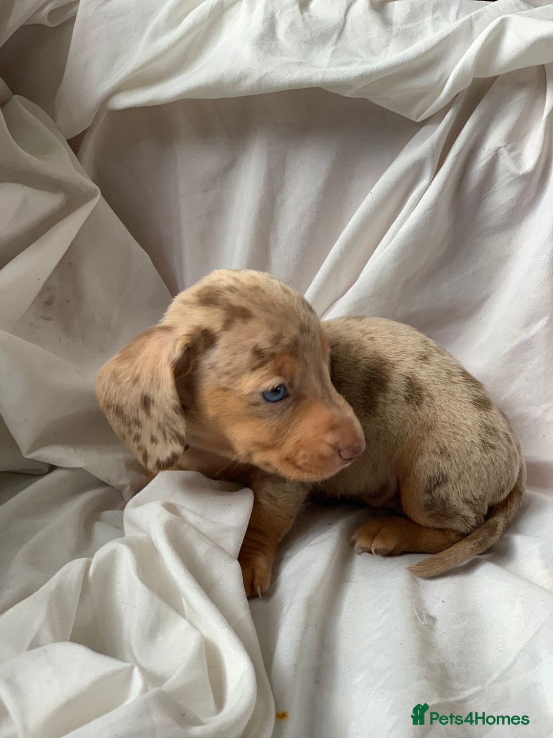 Miniature Dachshund dogs for sale: Miniature dachshund dapples - Image 4