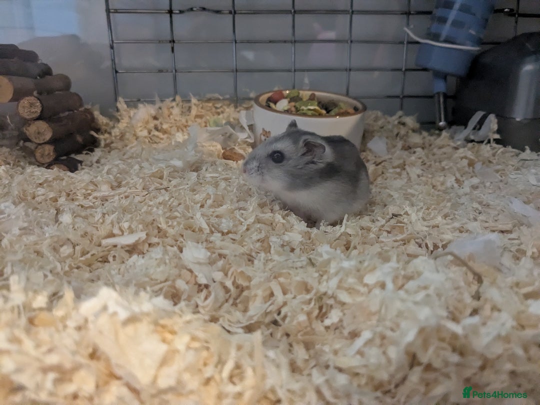 Hamster rodents for sale: Hamster - Image 2