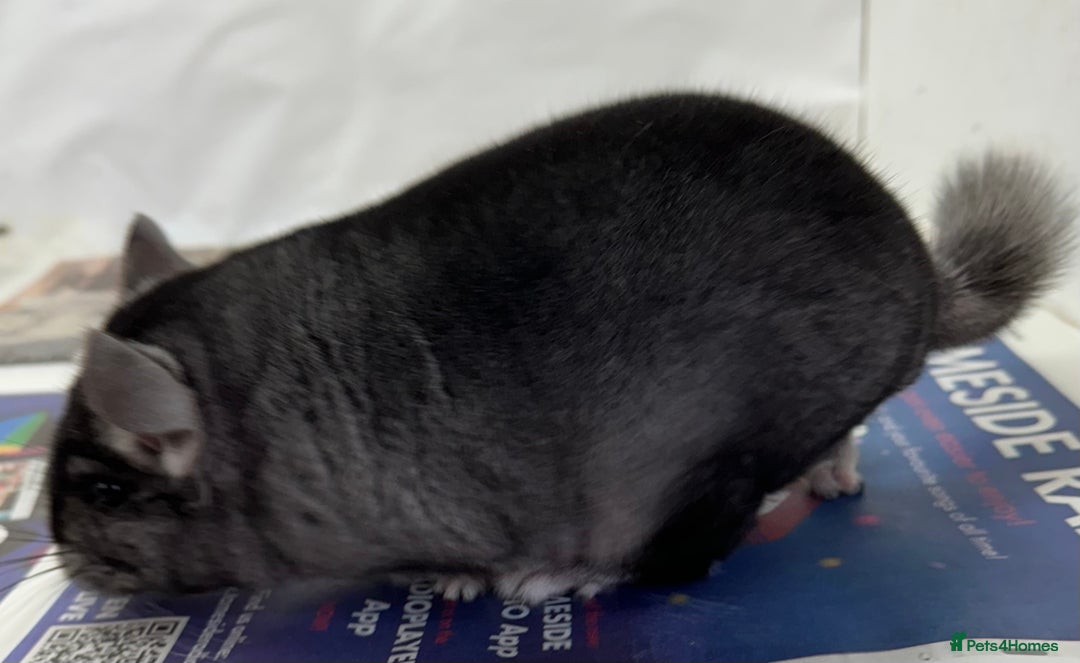 Chinchilla rodents for sale: Mikey, beautiful medium ebony boy - Advert 6