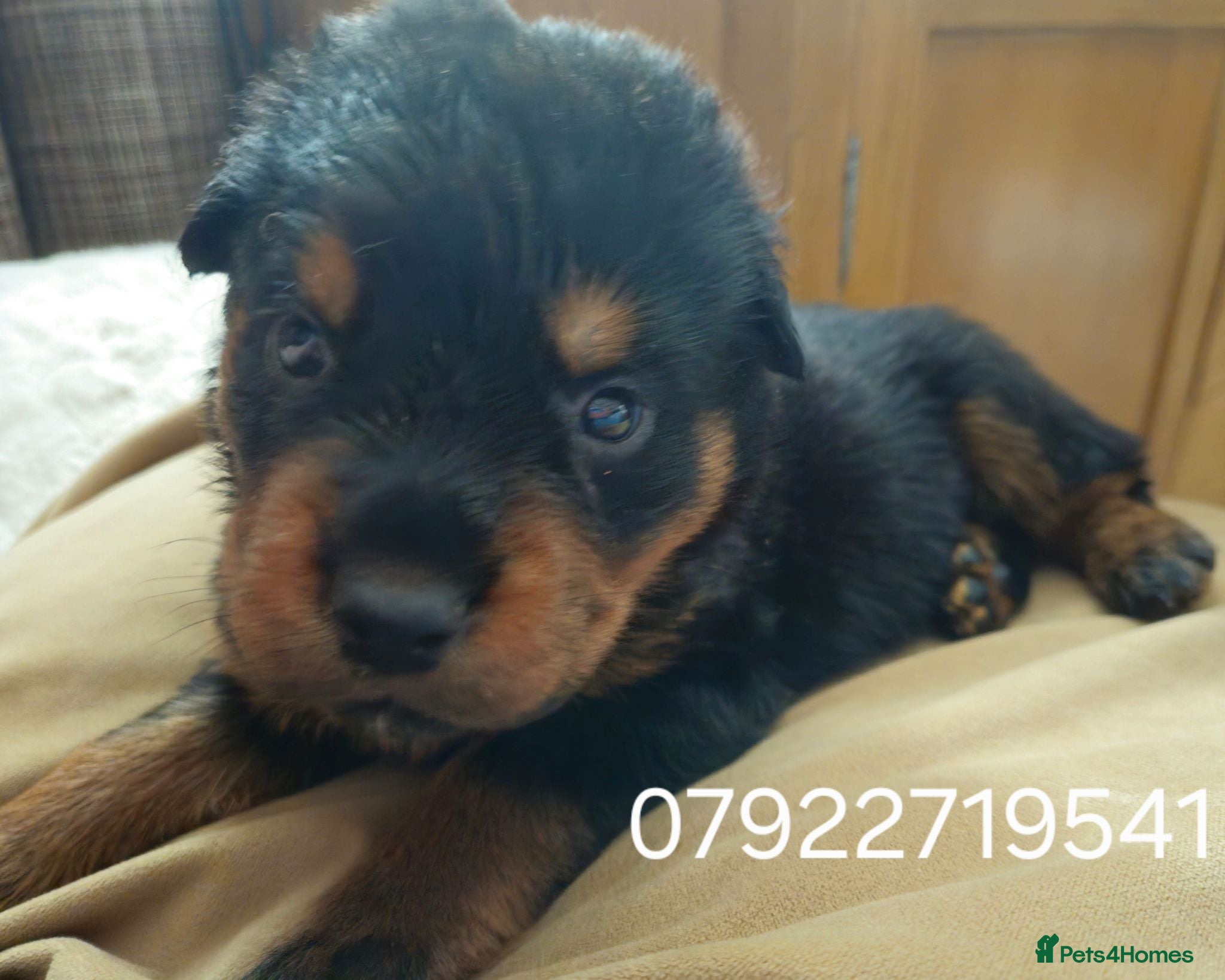 Rottweiler dogs Last male rottweiler pup need forever homes - Advert 2