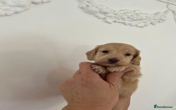 Miniature Dachshund dogs for sale: Miniature long hair dachshunds  - Image 9
