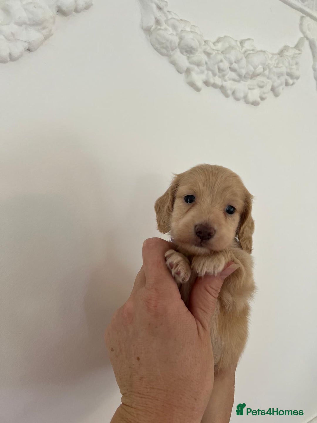 Miniature Dachshund dogs for sale: Miniature long hair dachshunds  - Image 9