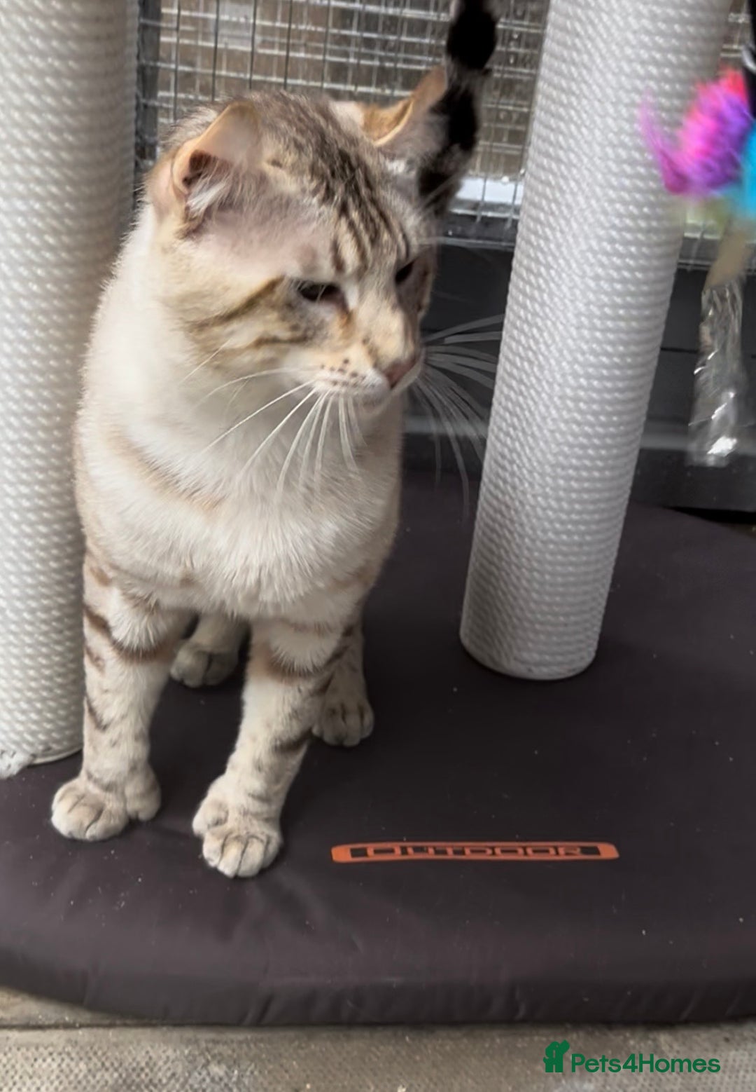 Keetso cats for sale: Gorgeous polydactyl curled eared boy  - Advert 5