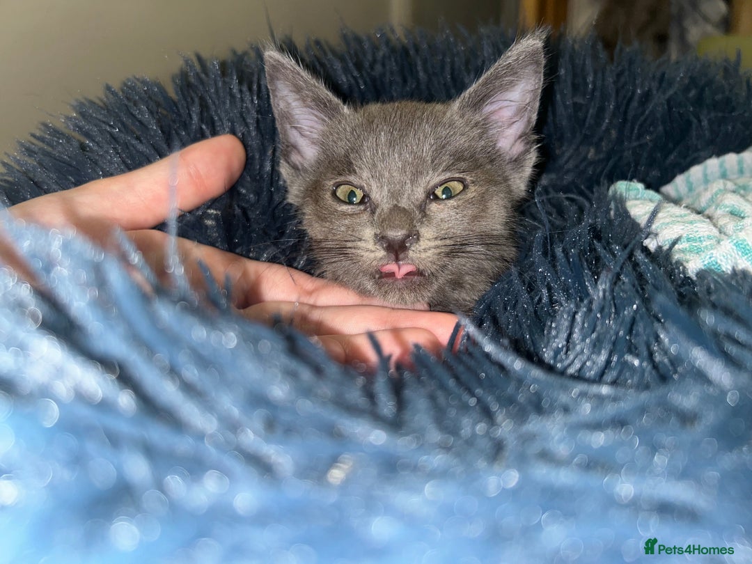 Russian Blue cats for sale: PURE Russian blue kitten MALE  - Image 2