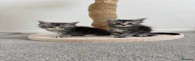 Maine Coon 6