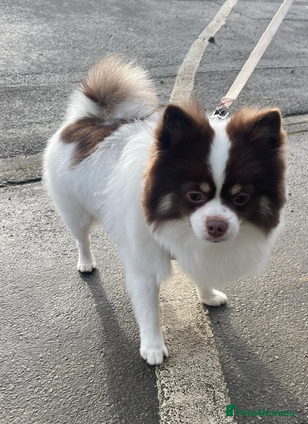 Pomeranian dogs for stud: Beautiful Pomeranian for stud  in Bradford - Advert 2