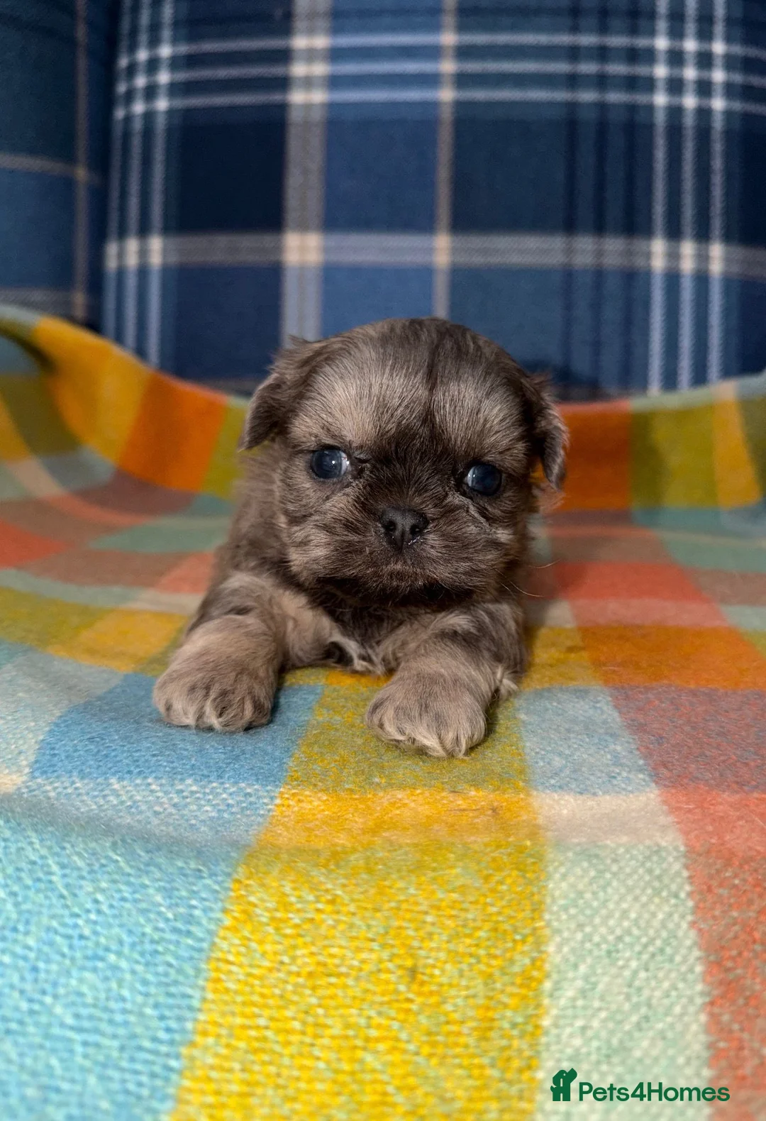 Shih Tzu dogs for sale: 💜🩷💙Stunning KC Shih Tzu Puppies💜🩵🩷 - Advert 2