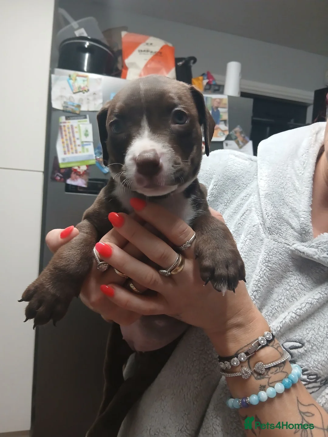 Mixed Breed dogs for sale: Pocket bully x springer staff - Advert 2