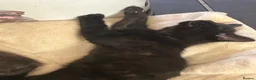 Domestic Shorthair cats for sale: Beautiful rescued kittens - Advert 6