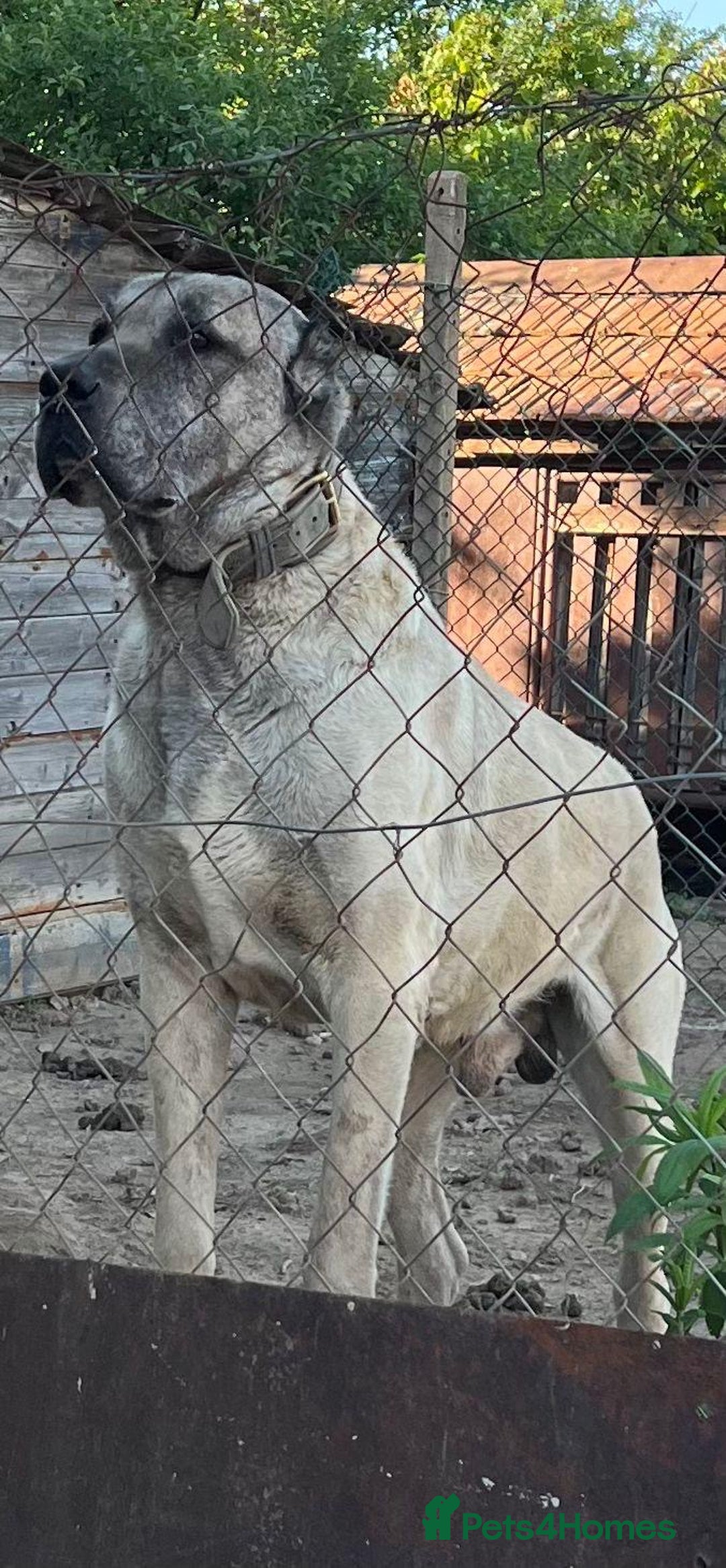 Anatolian Shepherd dogs for sale: Anatolian Shepherd(Malakli) - Advert 15