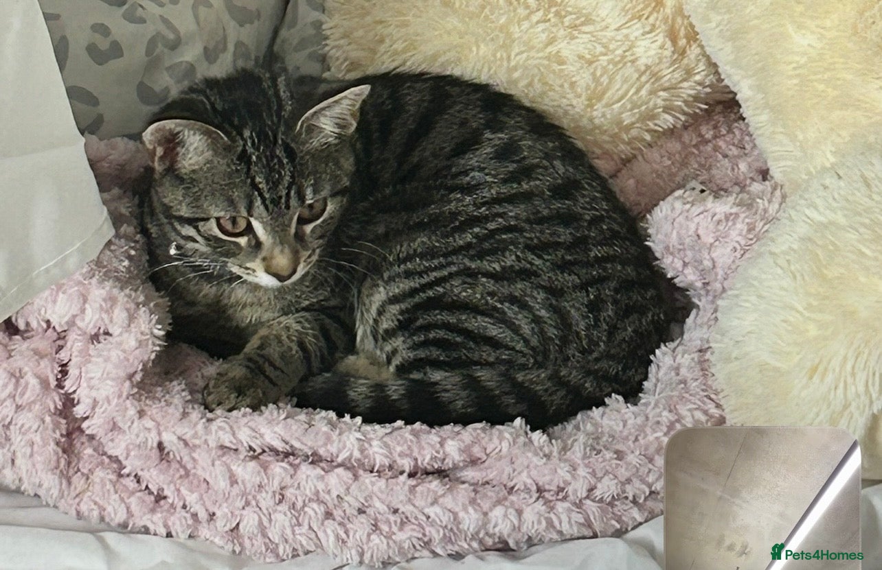 Domestic Shorthair cats FAMALE TABBY CAT FOR SALE!!! £100 - Advert 2