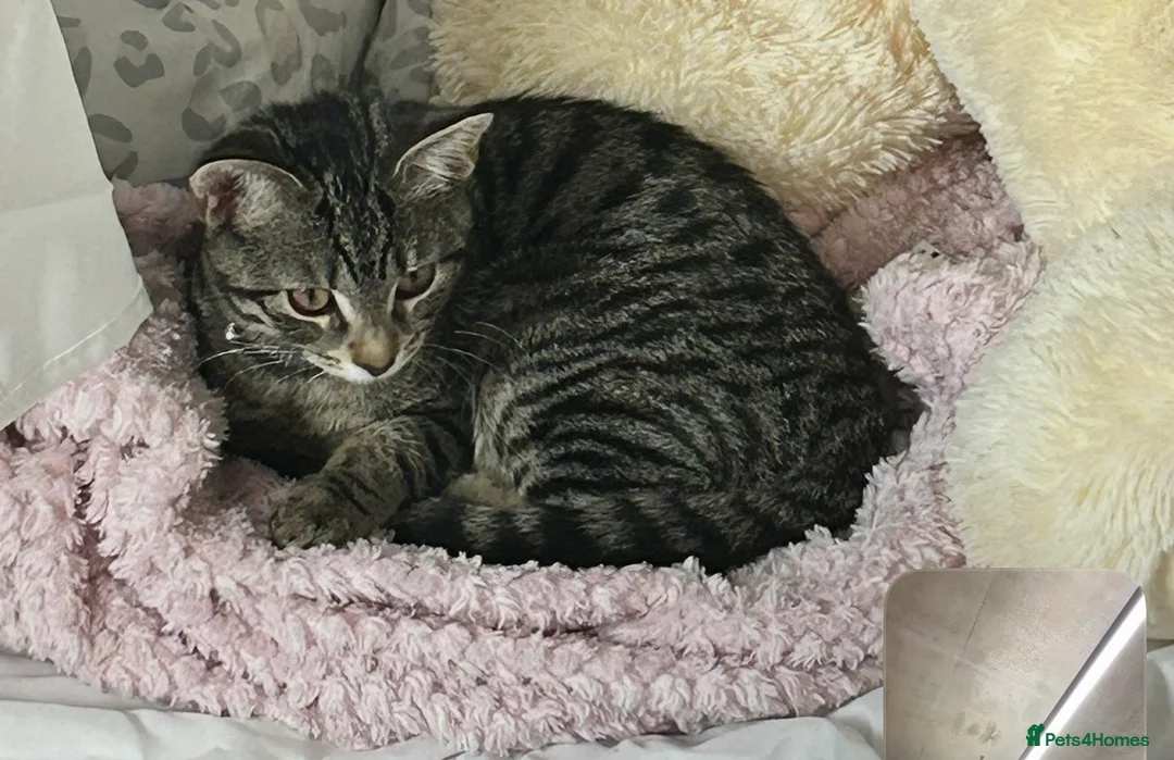 Domestic Shorthair cats for sale: FEMALE TABBY CAT FOR SALE!!! £100 - Advert 1