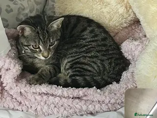 Domestic Shorthair cats FAMALE TABBY CAT FOR SALE!!! £100 - Advert 1