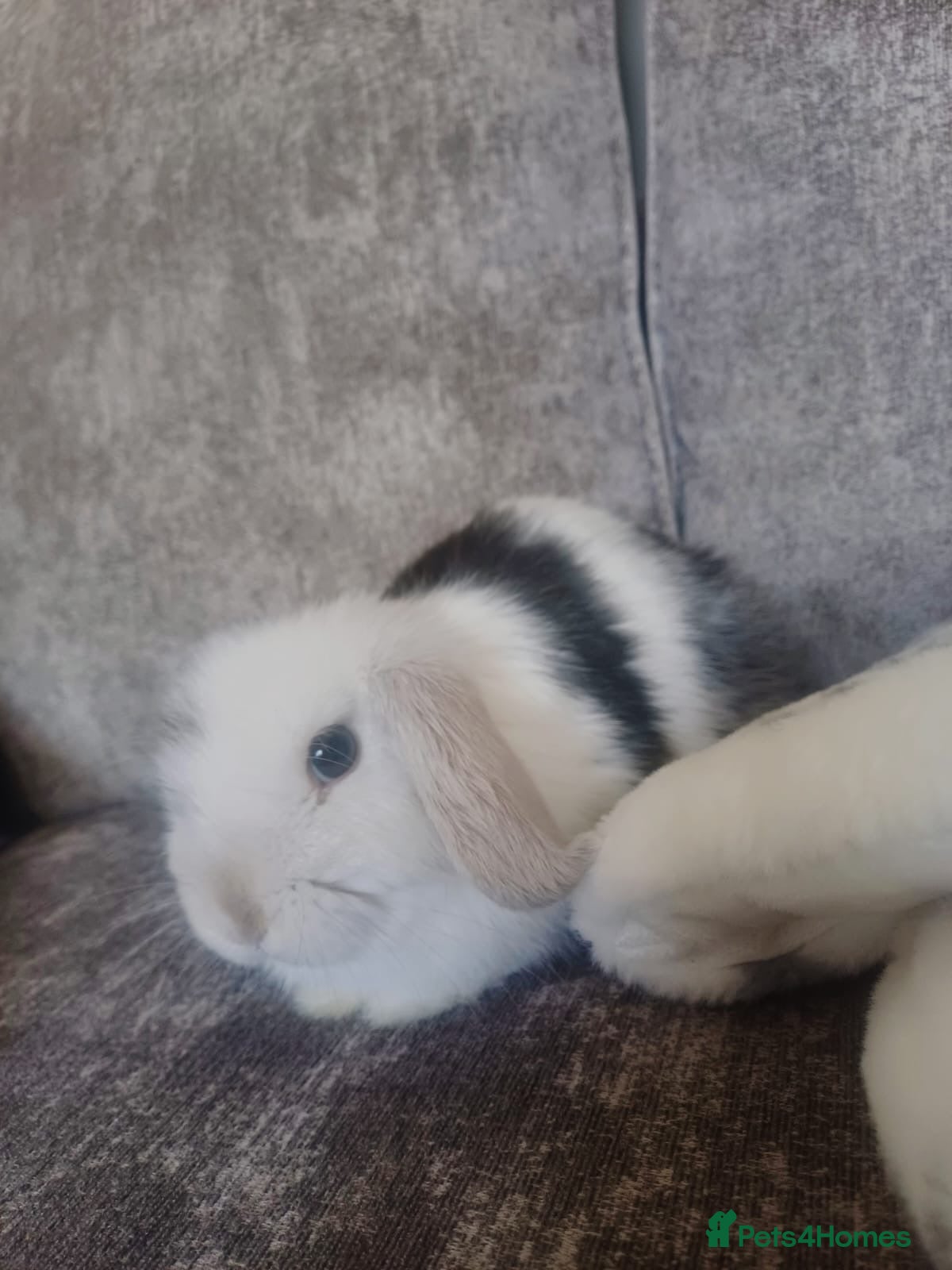 Mini Lop rabbits 6 Month Old Mini Lop Rabbit - Advert 4