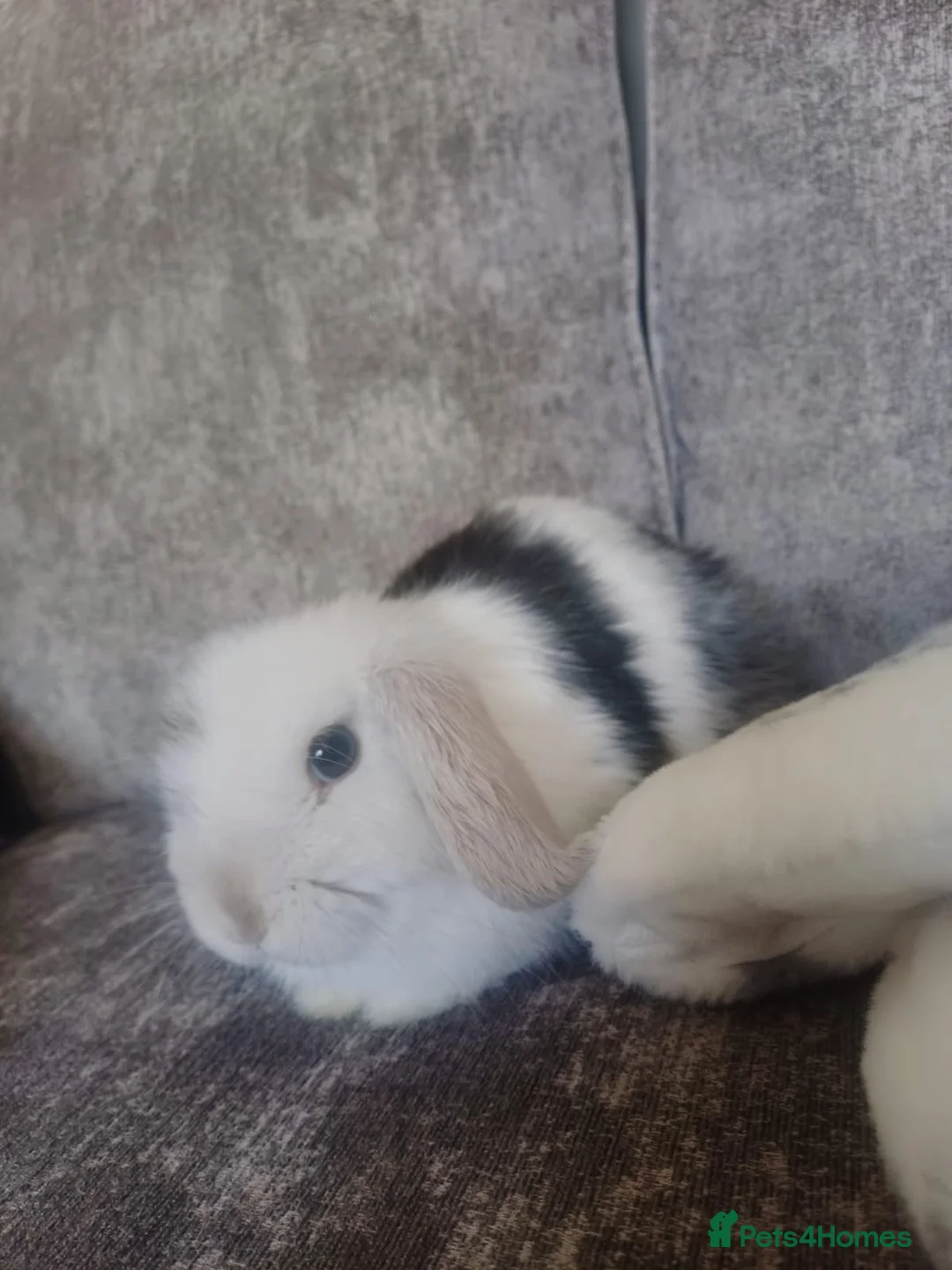 Mini Lop rabbits for sale: 6 Month Old Mini Lop Rabbit - Advert 1