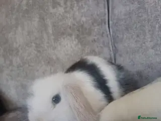 Mini Lop rabbits 6 Month Old Mini Lop Rabbit - Advert 4