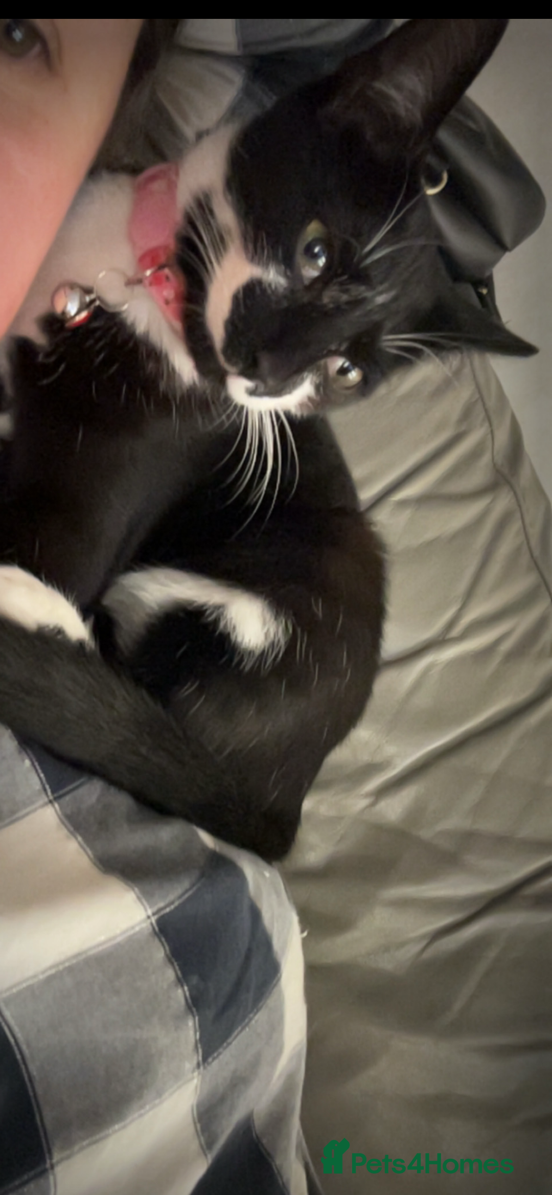 Mixed Breed cats for sale: Sadly have to rehome our kitten.  - Image 2