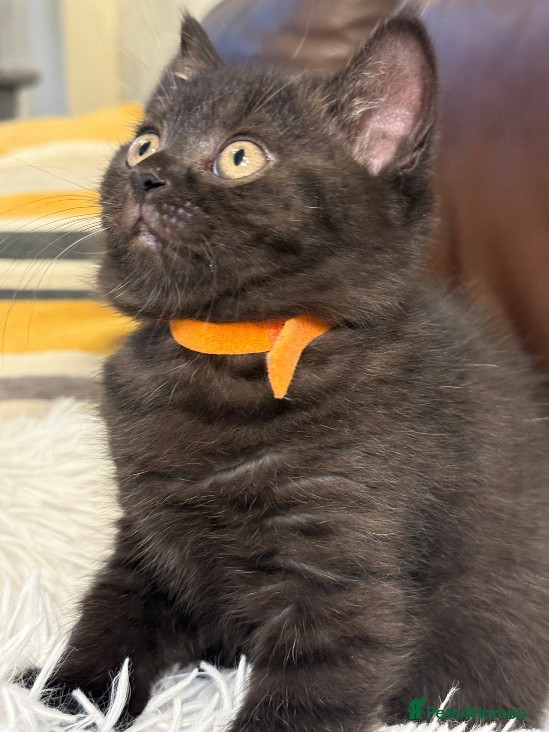 British Shorthair cats for sale: Only 2 girls left ready to go BBSH - Image 24