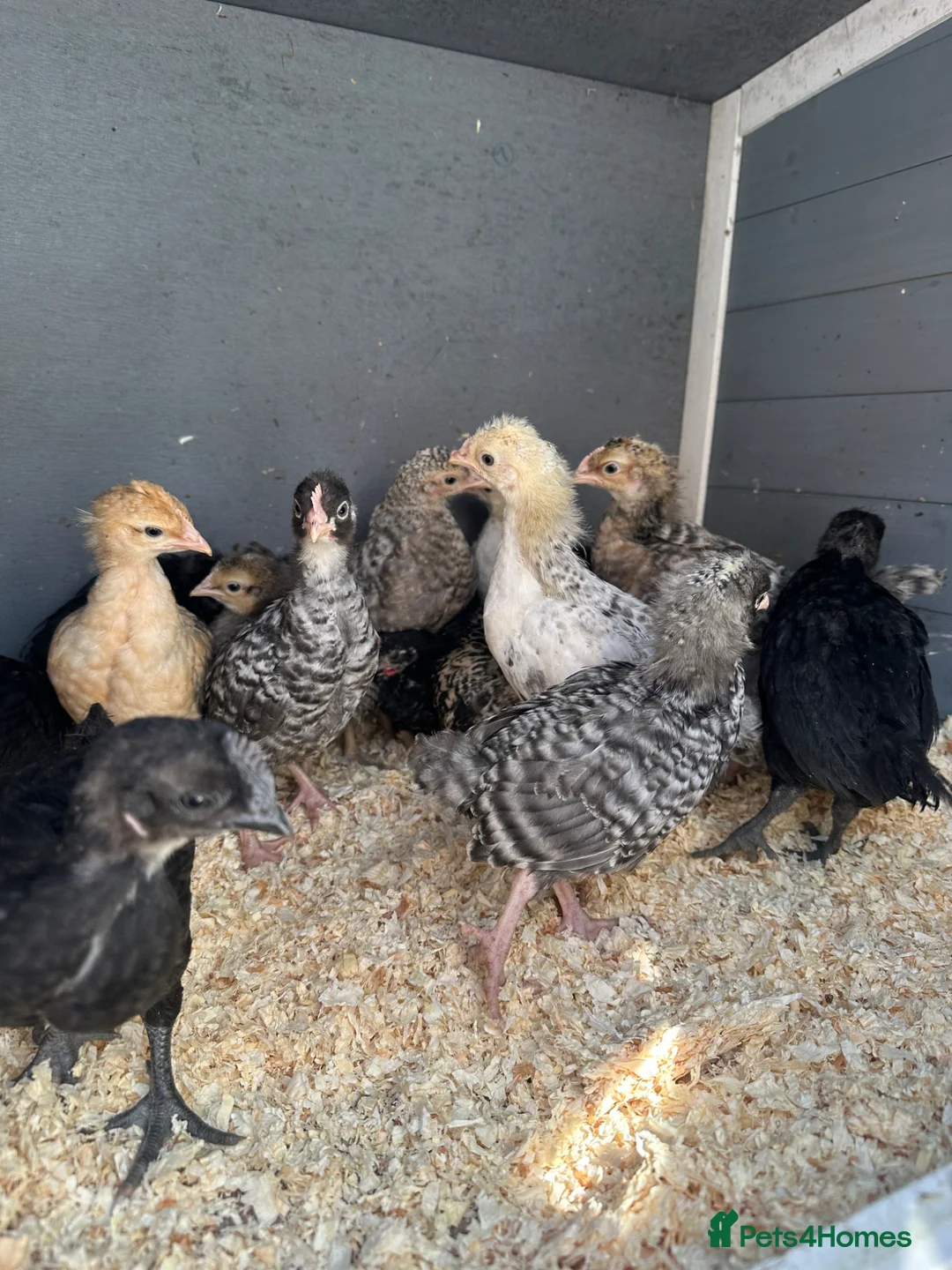 Mixed Breed poultry for sale: Pekin polish barnyard mix chicks Unsexed  - Advert 6