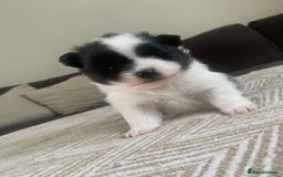 Pomeranian dogs for sale: Pomeranian puppies two males   - Image 2