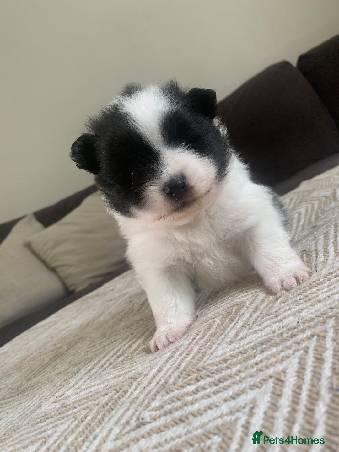 Pomeranian dogs for sale: Pomeranian puppies two males   - Image 2