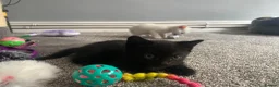 Mixed Breed cats for sale: Gorgeous kittens  in Stourbridge - Advert 2