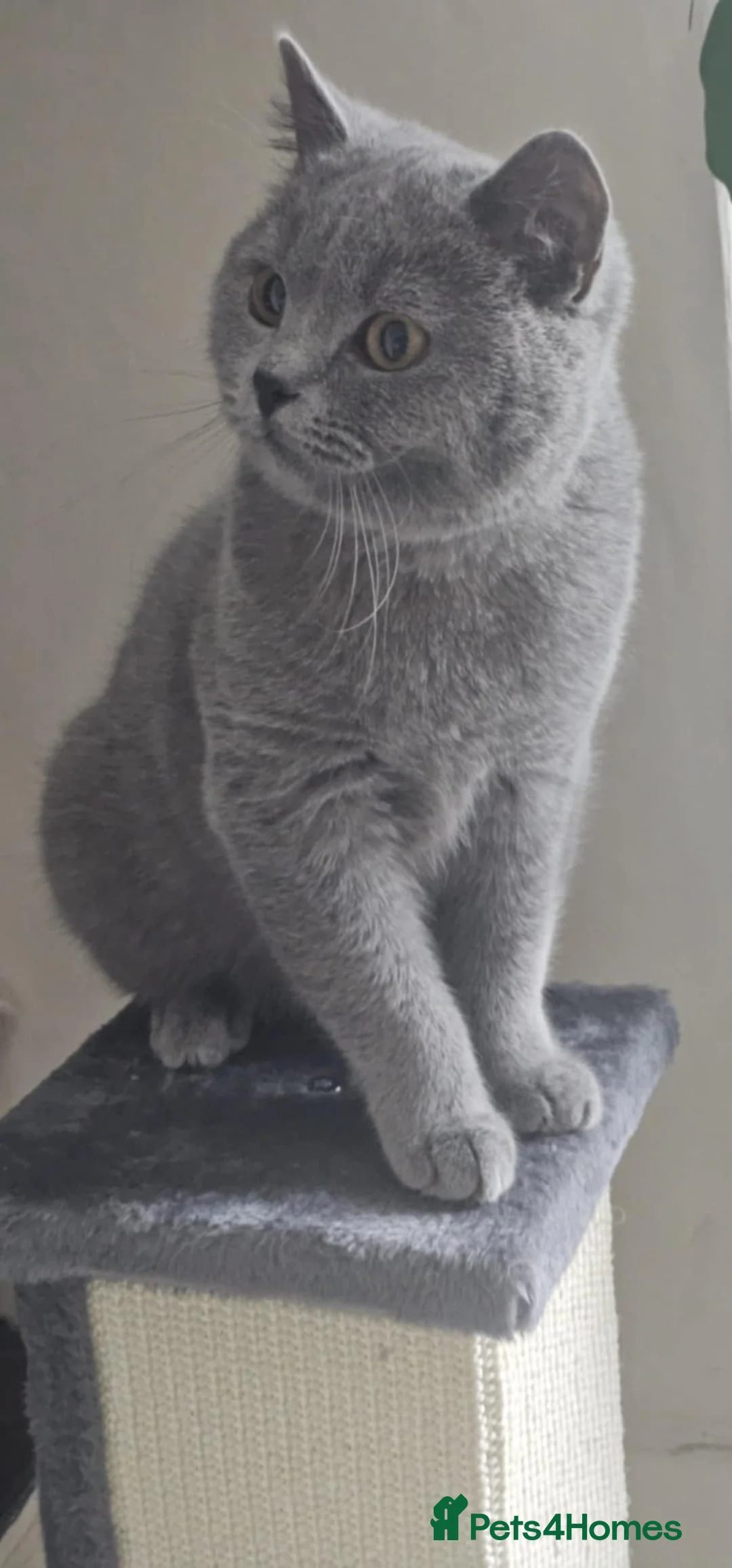 British Shorthair cats for sale: British Shorthair GCCF - Advert 4