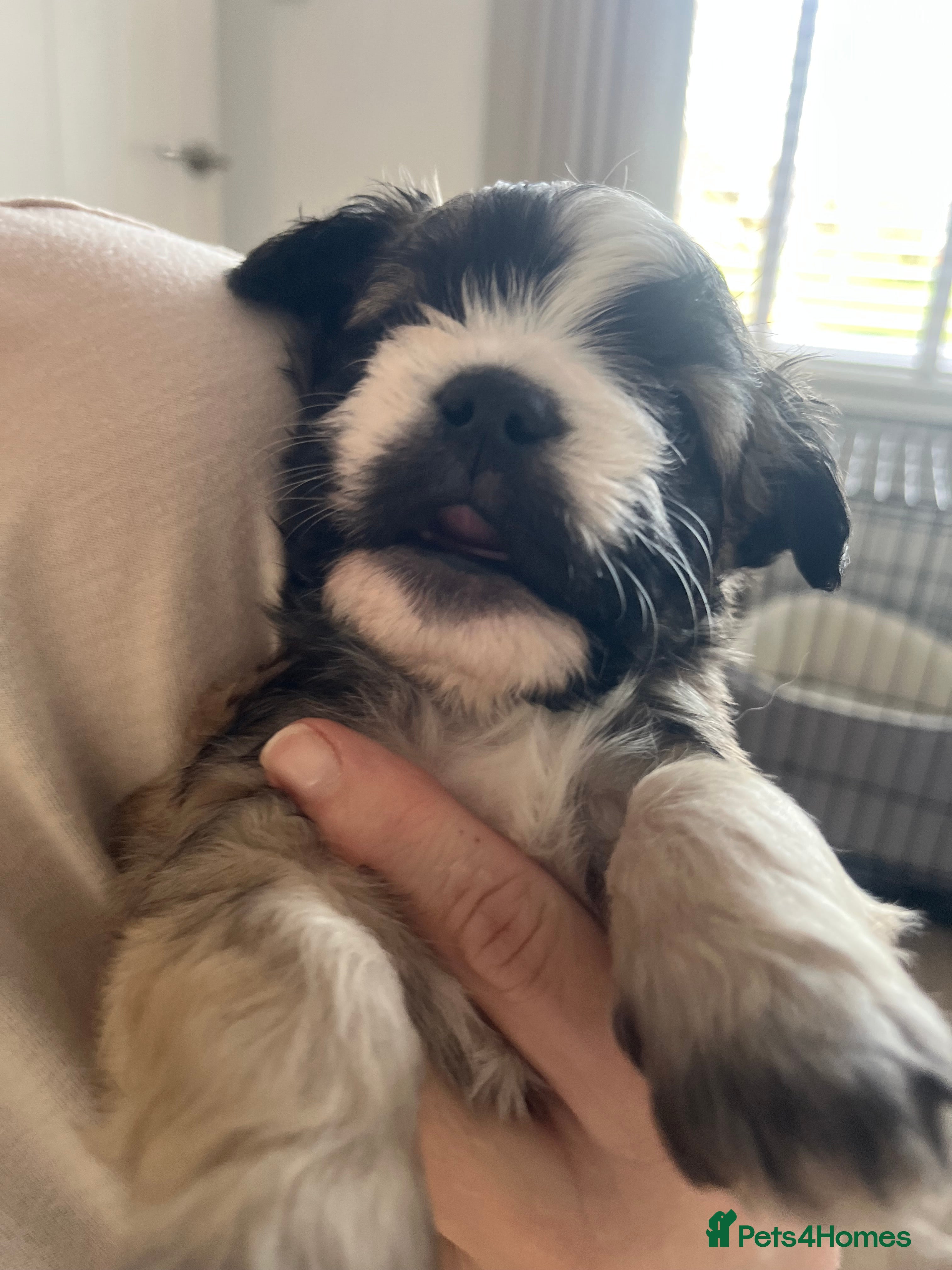 Mixed Breed dogs Maltese  x 1 BOY PUP AVAILABLE .💙Brown and Fawn  - Advert 5