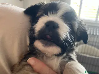 Mixed Breed dogs Maltese x 1 BOY PUP AVAILABLE .💙Brown and Fawn - Advert 5