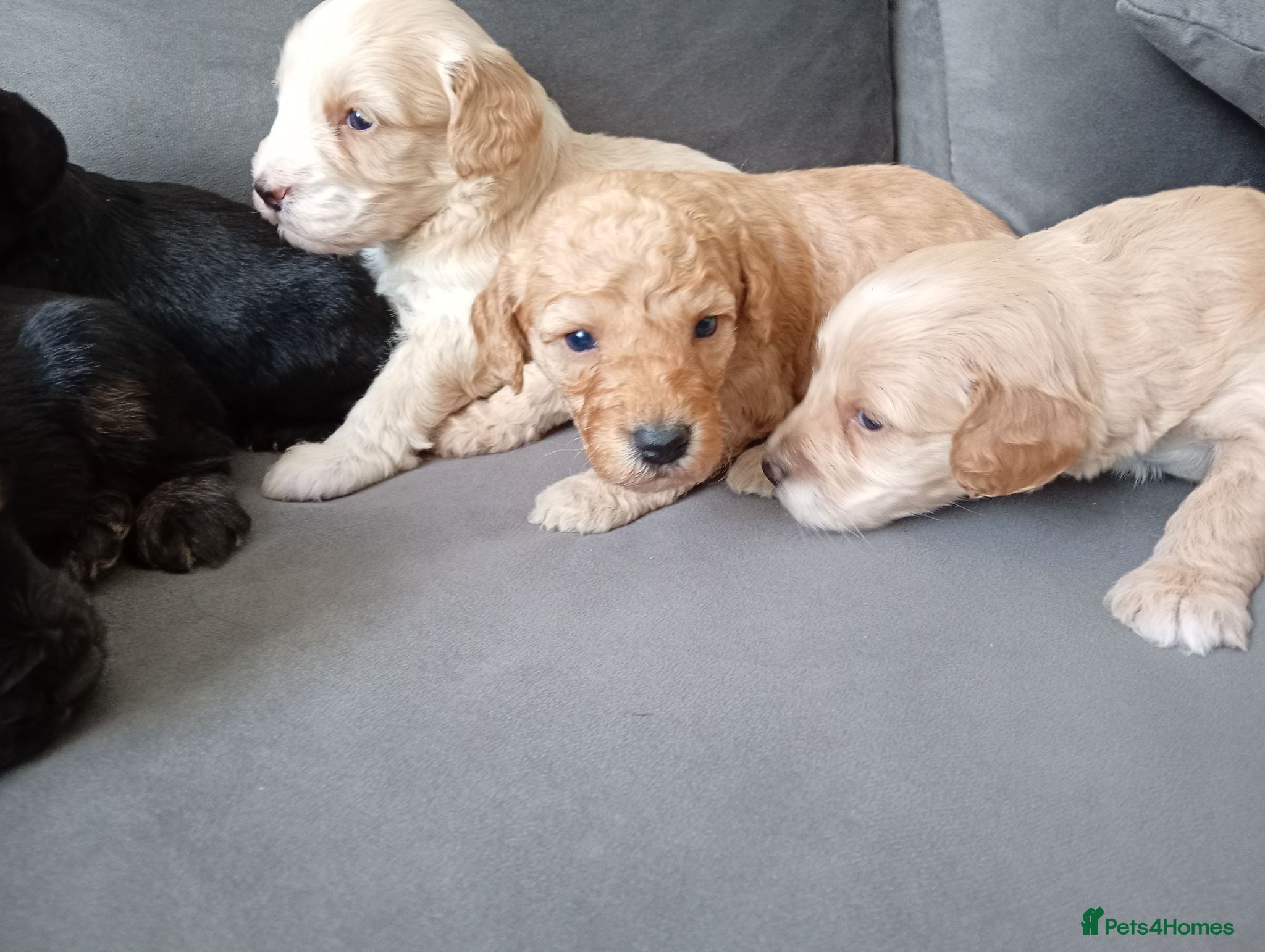 Cockapoo dogs P,r,a clear cockapoo f1 - Advert 6