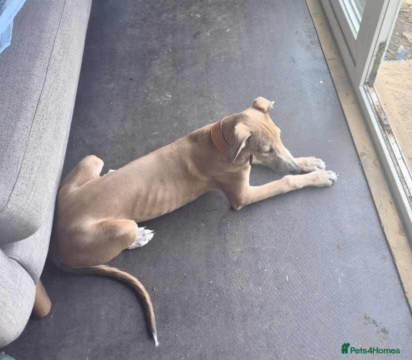 Lurcher dogs Female Blue Fawn Lurcher Pup  - Advert 1
