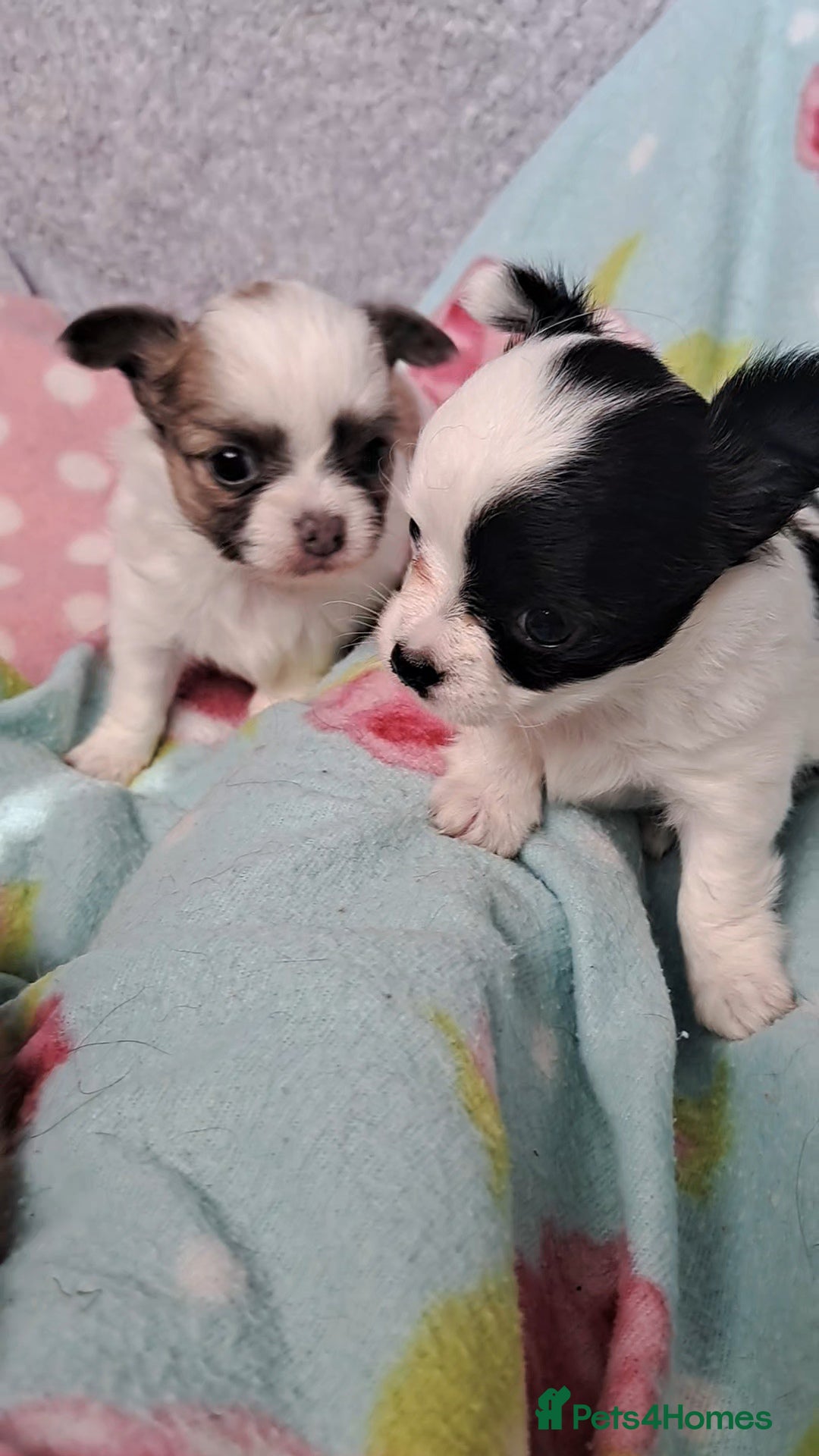Chihuahua dogs for sale: Long Coat Chihuahua puppies - Image 13