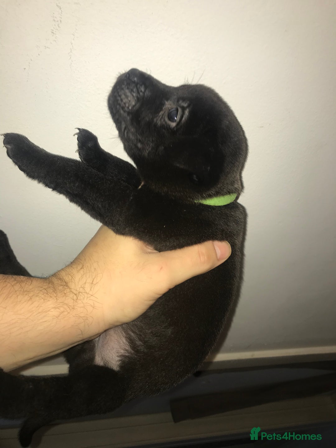 Mixed Breed dogs for sale: Cane corso x American akita cross(READY TO LEAVE) - Image 4