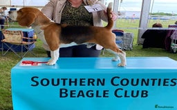 Beagle dogs for stud: Winner at Crufts 2025! in Tonbridge - Image 2