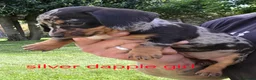 Miniature Dachshund dogs for sale: PRA CLEAR, KC REG MIN DACHSHUNDS  - Advert 10