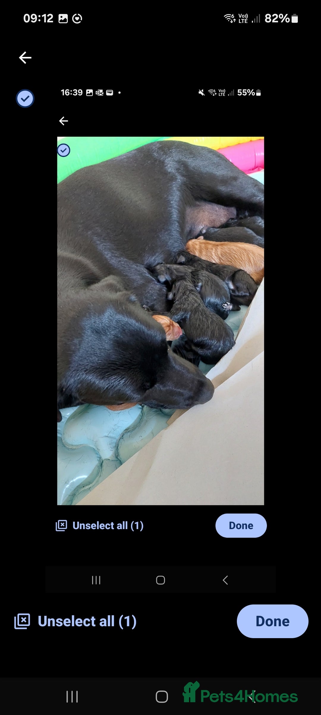Labrador Retriever dogs for sale: Labrador Retriever puppies for sale - Image 2