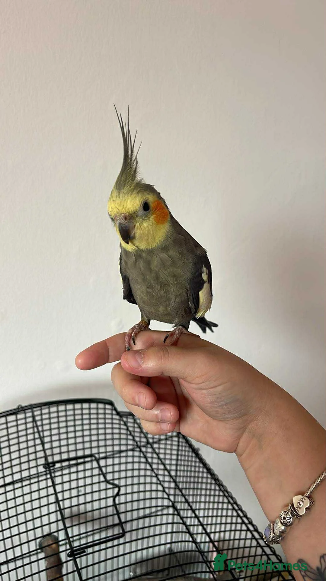 Cockatiels birds for sale: Gorgeous boy Paolo - Advert 1